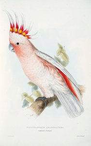 Lophochroa leadbeateri